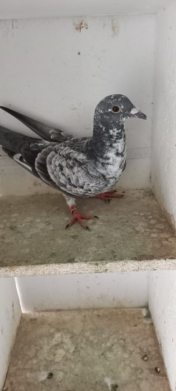 MB6- 106 ZA NFS 25 GRIZ (BABY)