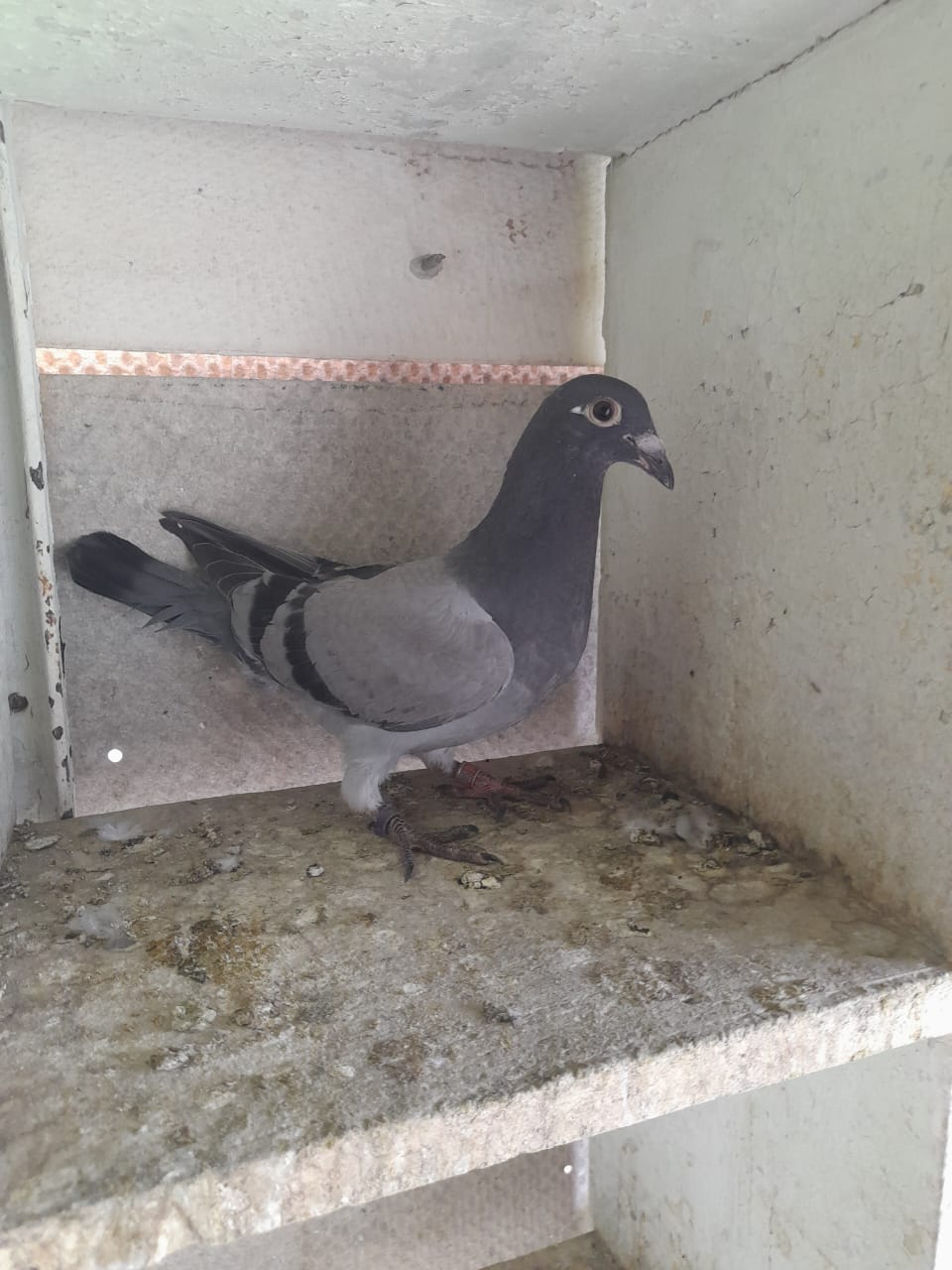 MB7- 5799 ZA NFS 25 BB (BABY)